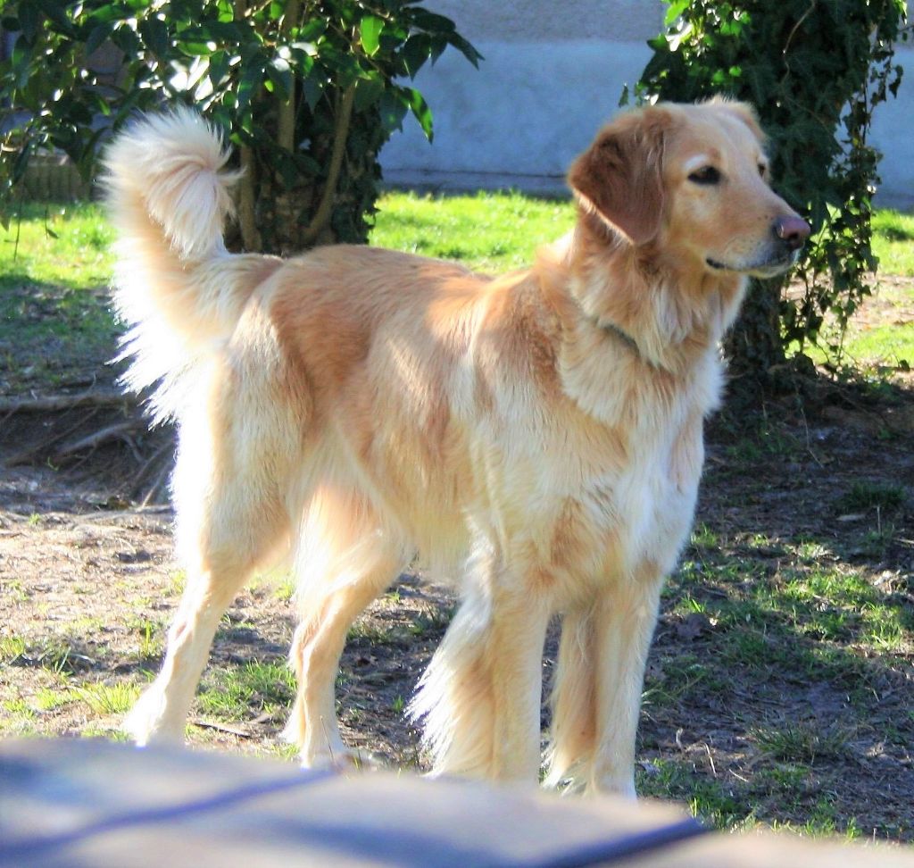 Jynna Ritterland Grif' Et Passion